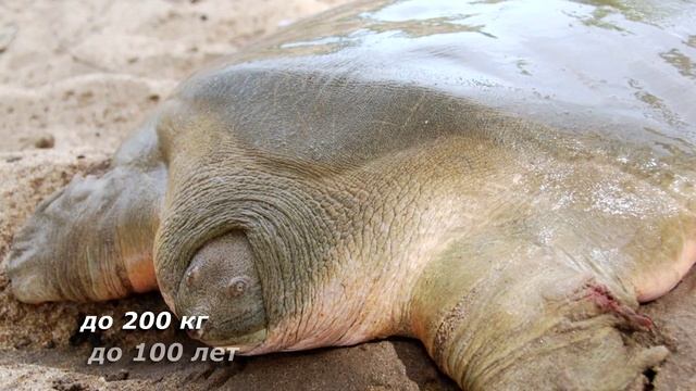 Самый редкий вид на планете