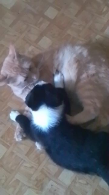 VID_20250613_112442.mp4