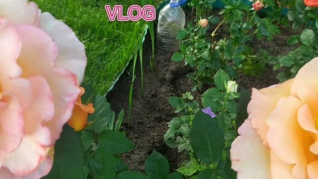 Мини влог на даче🌸🪷😝 (не судите строго🥺).mp4