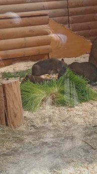 Капибара в Питерском зоопарке