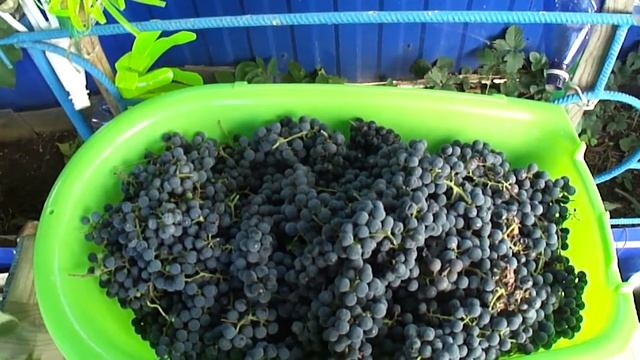 Виноград 2016 года! The grapes of 2016