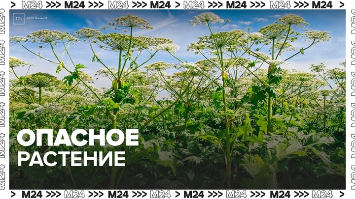 Москвичей предупредили об опасности ожогов от борщевика - Москва 24