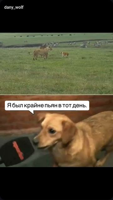 смелый пес
