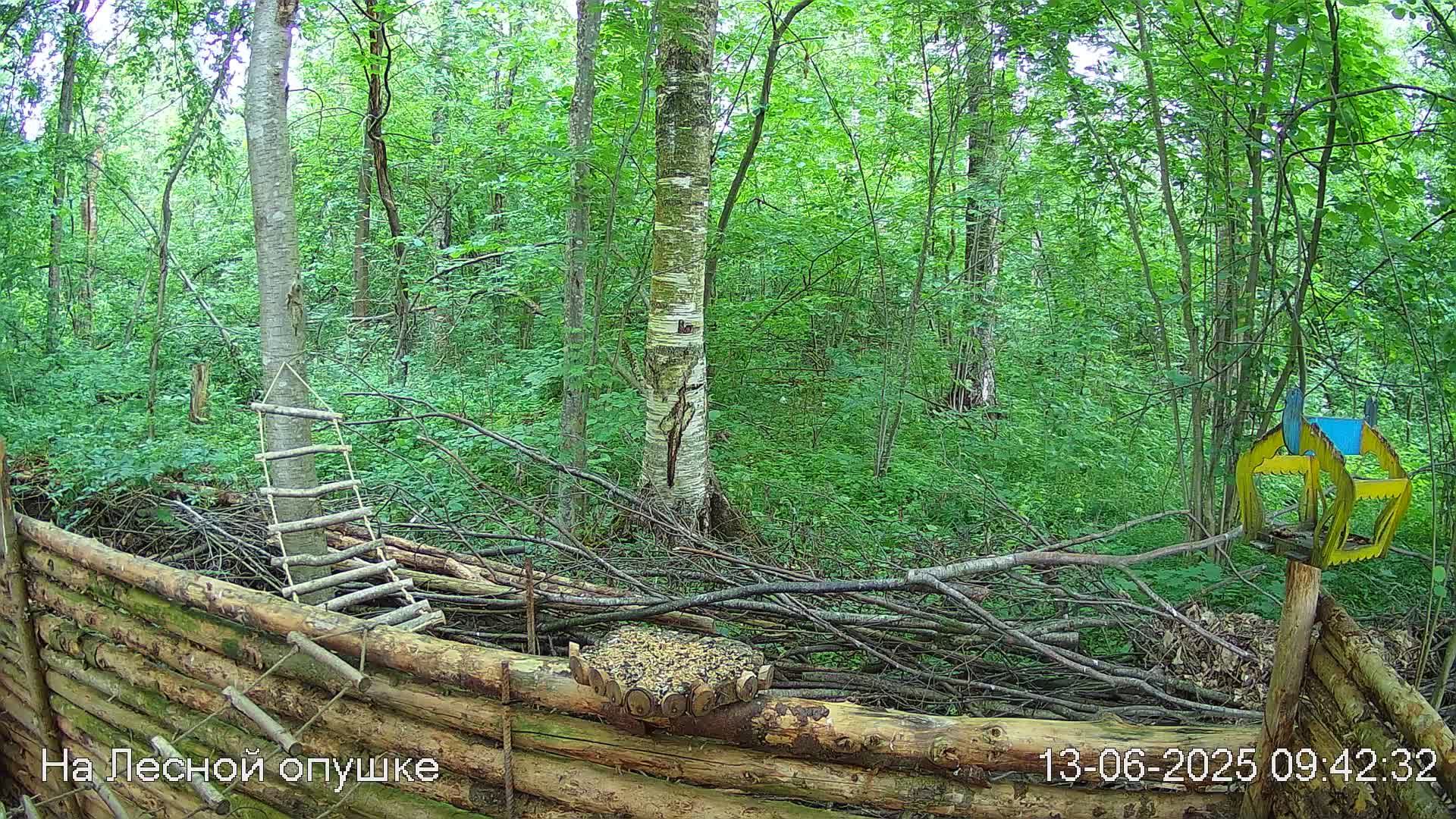 Лето в ЛЕСУ онлайн #Relaxing #природа #звуки леса #птицы #погода