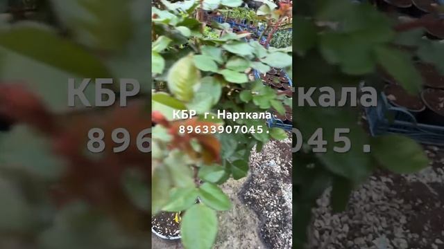 В наличии Розы кустовые и на Штамбе!
