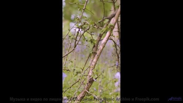 Этот клип - как отпуск для разума и слуха - If-You-re-Wondering -- Ketsa -- The New World