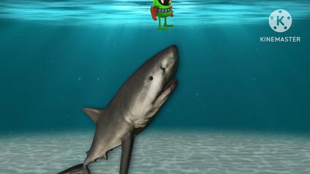 Bea animality - shark