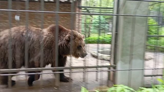 медведь