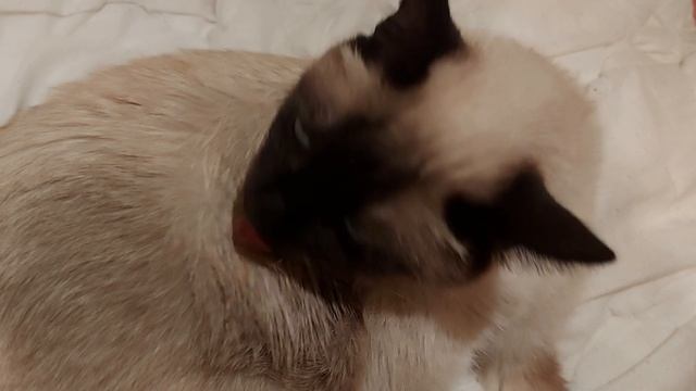 Креативный старый тайский кот
