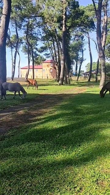 Relaxation with horses