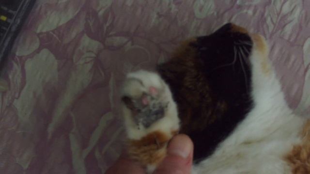 dirty cat paws #sorts