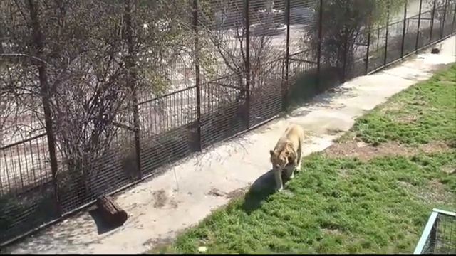 Юный прайд пришёл за мясными конфетами Парк львов Тайган #тайган #Крым