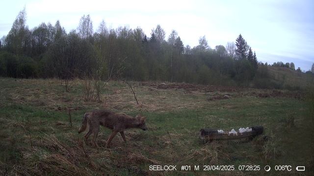 Волк на солонце