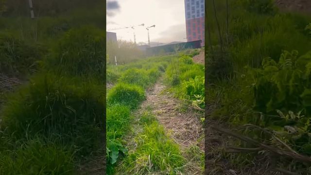Москва. Московская обл. г, Видное. Пуговиченский пруд. ?
