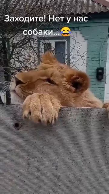 Заходите в этот гостеприимный дом - собаки нет !🦁❤️👌😉