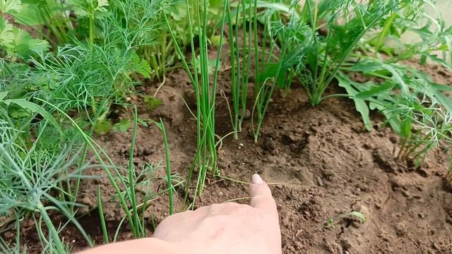 Высаживаю рассаду лука в открытый грунт - показываю все тонкости посадки на репку