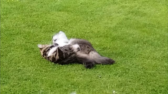 petal_20250601_163317.mp4