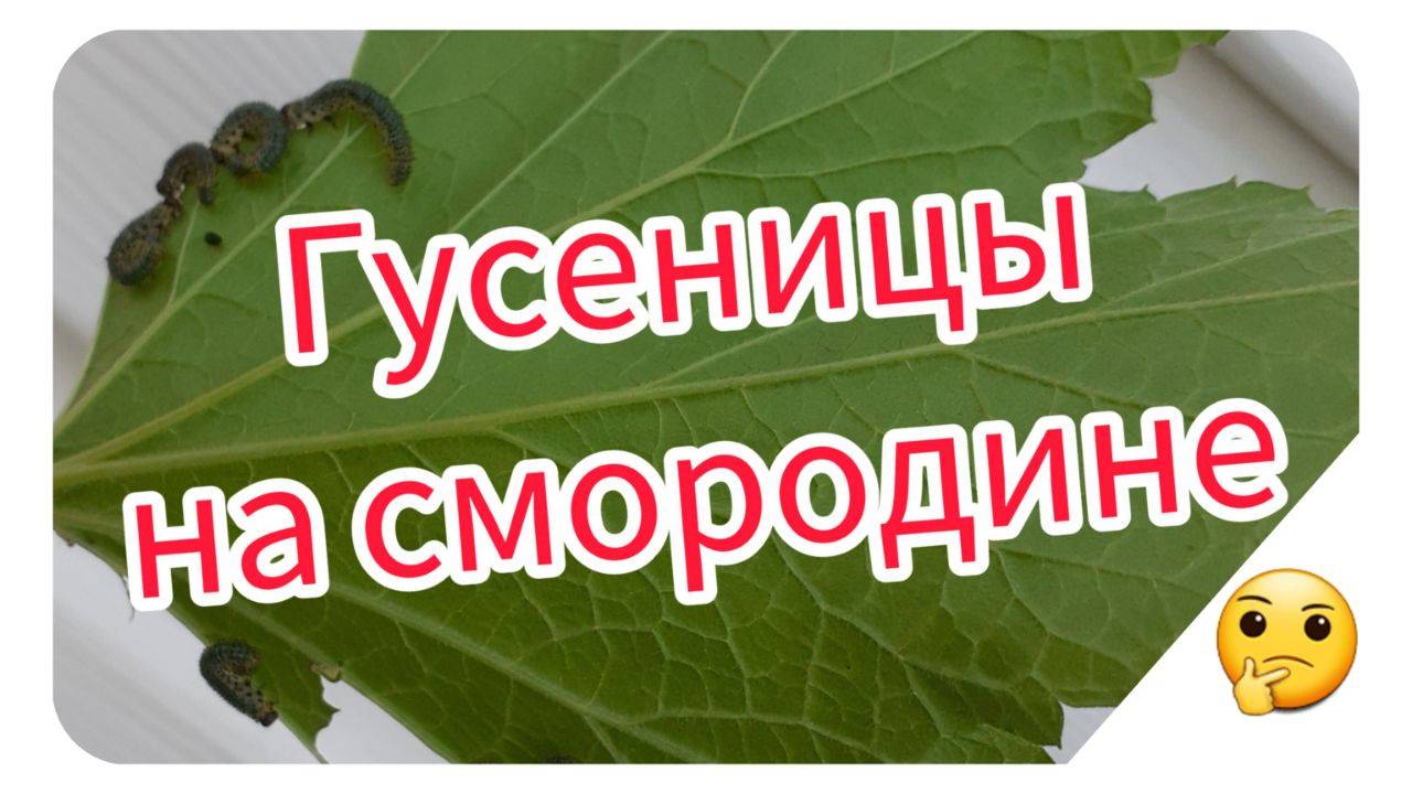 Гусеницы на смородине