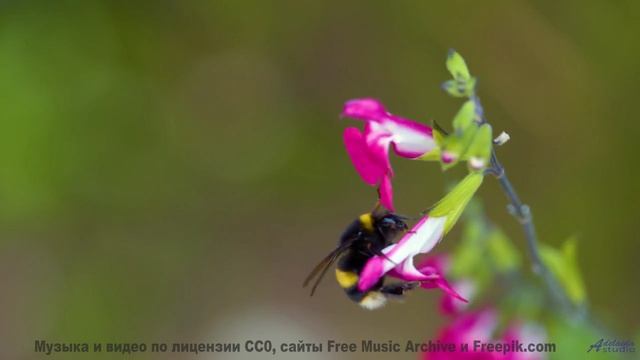 Музыка пробирает сильнее, чем закат над горами - Blossoming -- Podington Bear -- Meet Podington Bear