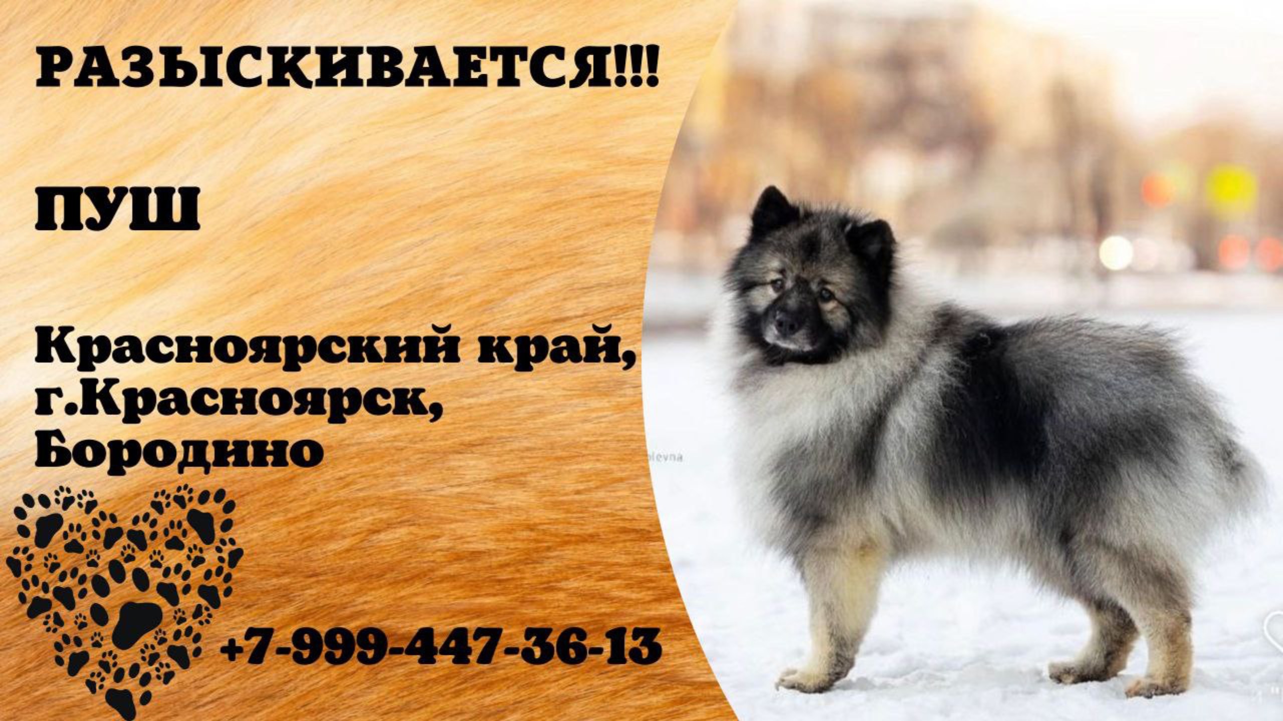 Пропала собака! ПУШ. Красноярский край, г.Красноярск.