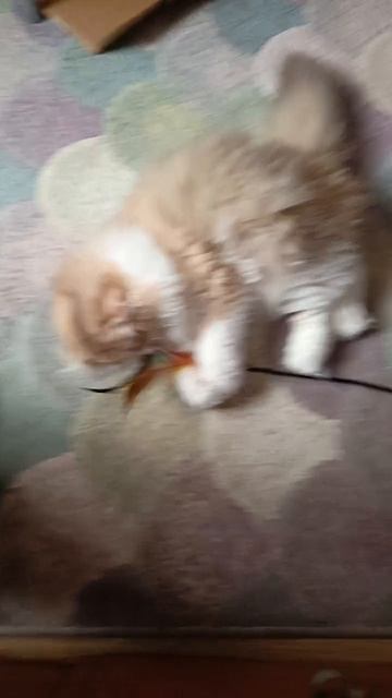 1000057055.mp4
