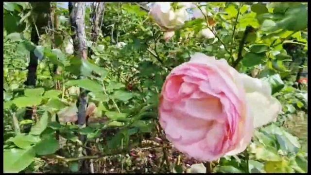С этими СЕКРЕТАМИ ваши 🌹 РОЗЫ🌹 будут цвести постоян?
