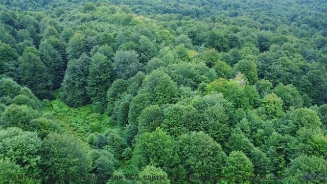 Пейзажи расцветают ярче, когда включается этот трек - Garland Day! -- Nutmeg -- Almanac - Circle of