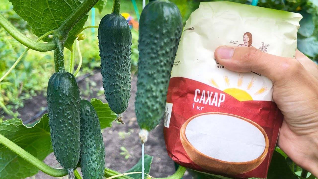 Удивительный секрет как сахар в августе делает урожай огурцов безумно щедрым!