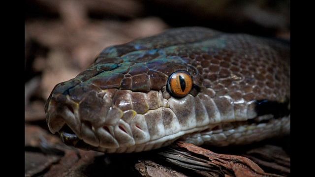 Do you know these facts about the breeding process of snakes?