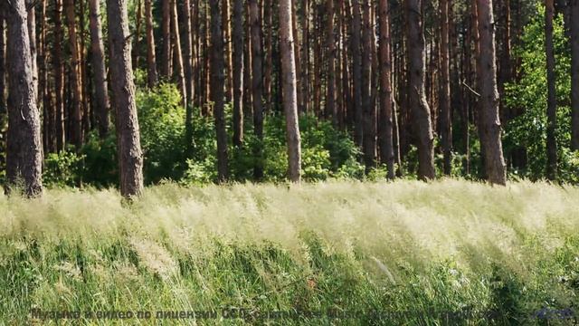 Вы не выдержите - слишком красиво и звучно сразу - Cowgirl -- Jeremy Allingham -- Run Wild