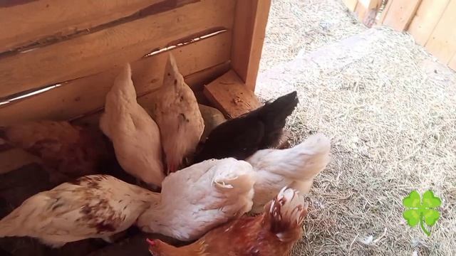 Кормление курицы 🐔🐔🐔