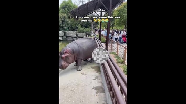 СМЕШНЫЕ ВИДЕО: ПРИКОЛЫ, КОТОРЫЕ НЕЛЬЗЯ ПРОПУСТИТЬ
