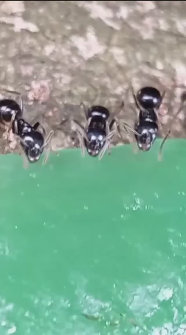 Из жизни муравьёв