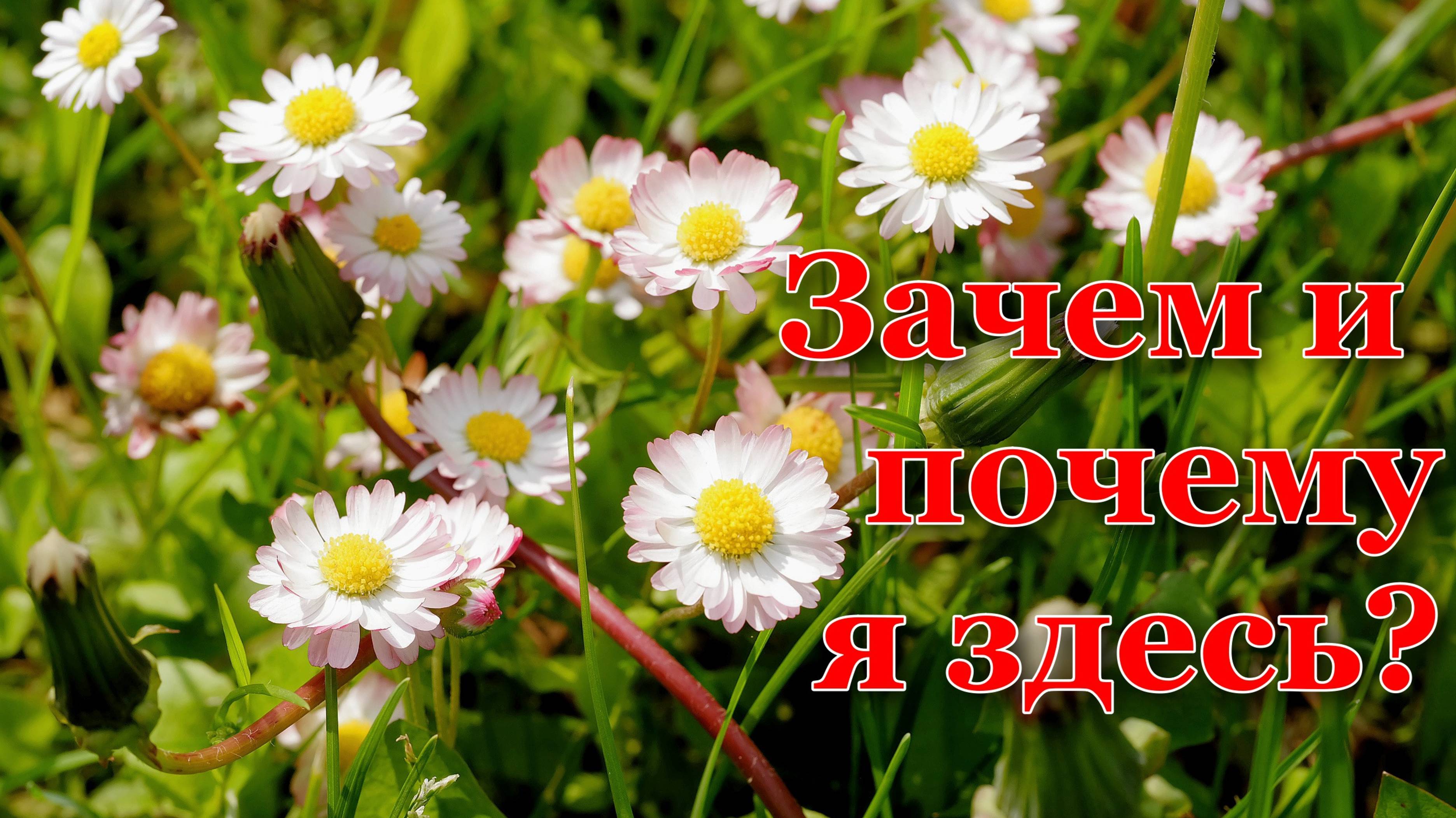 Зачем и почему я здесь