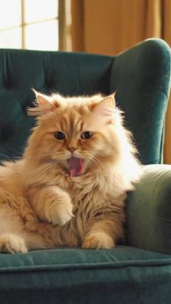 🐱Почему у кошек шершавые языки?