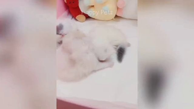 Смешные Животные
