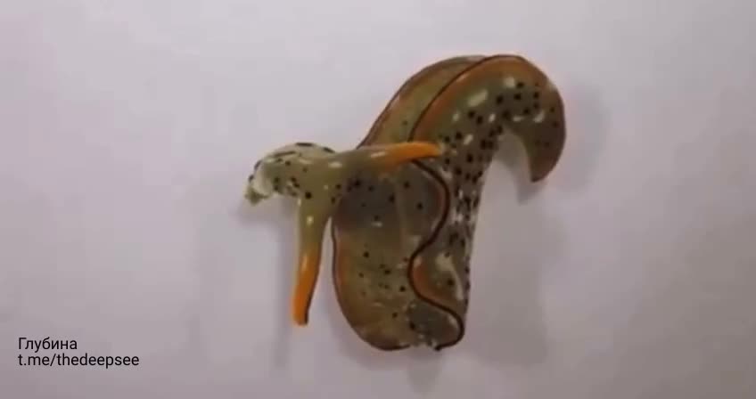Морской слизень, который отрывает себе голову и продолжает жить. 🐌