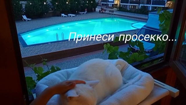 Наш котяра Айс живёт очень даже айс 😅