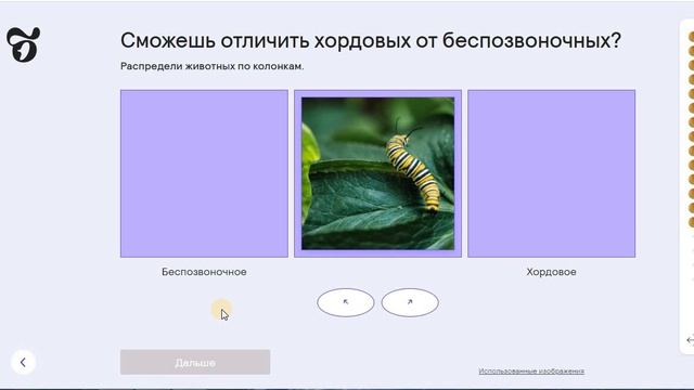 12 Царство Животные