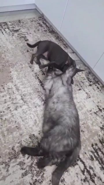 Ребята  давайте жить дружно!!!!!
