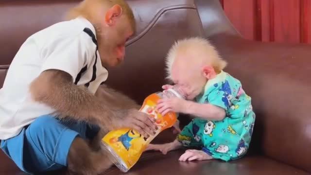 Обезьянки стащили бутылку сока из холодильника Втихаря пьют Меньшую облии Переодевают Спят СМЕШНОЕ П