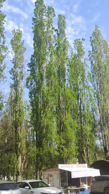 #тополя #новороссийск #shorts #весна2022