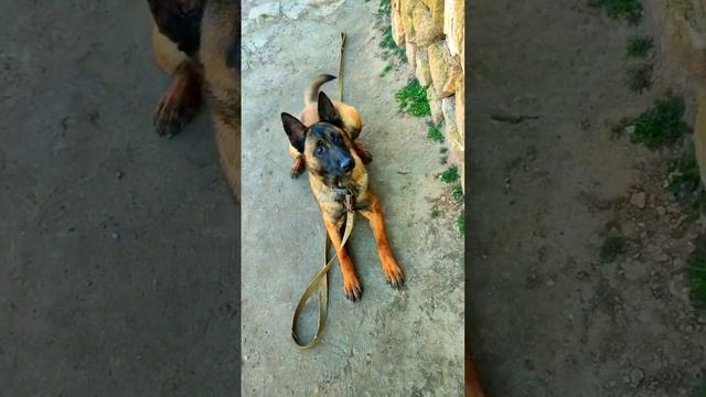ЗАПРЯТАЛИ МЯЧ: Сможет ли Малинуа НАЙТИ его ТОЛЬКО НОСО