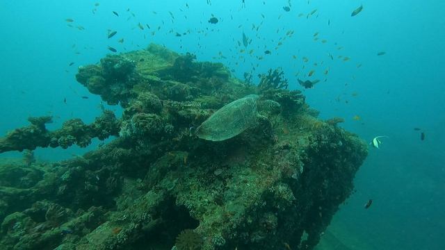 Черепаха на рэке. Мальдивы 2023 / Turtle on the Kudhimaa Wreck. Maldives