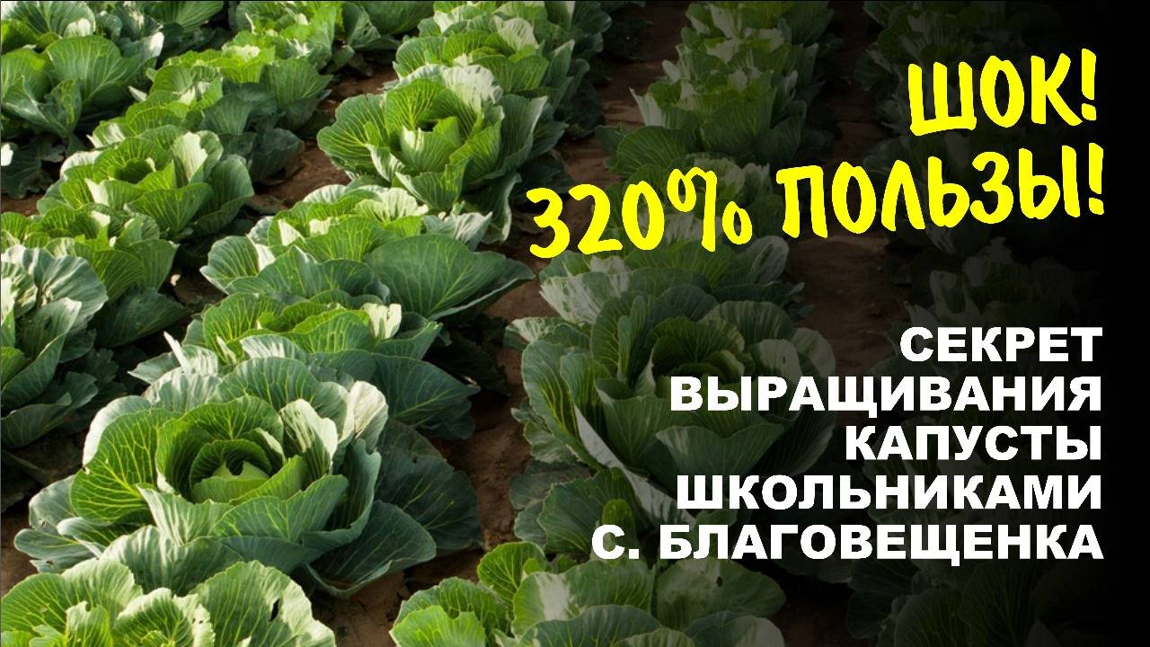 Суперурожай своими руками! Школьники села Благовещенка раскрывают секреты экобиотехнологии.