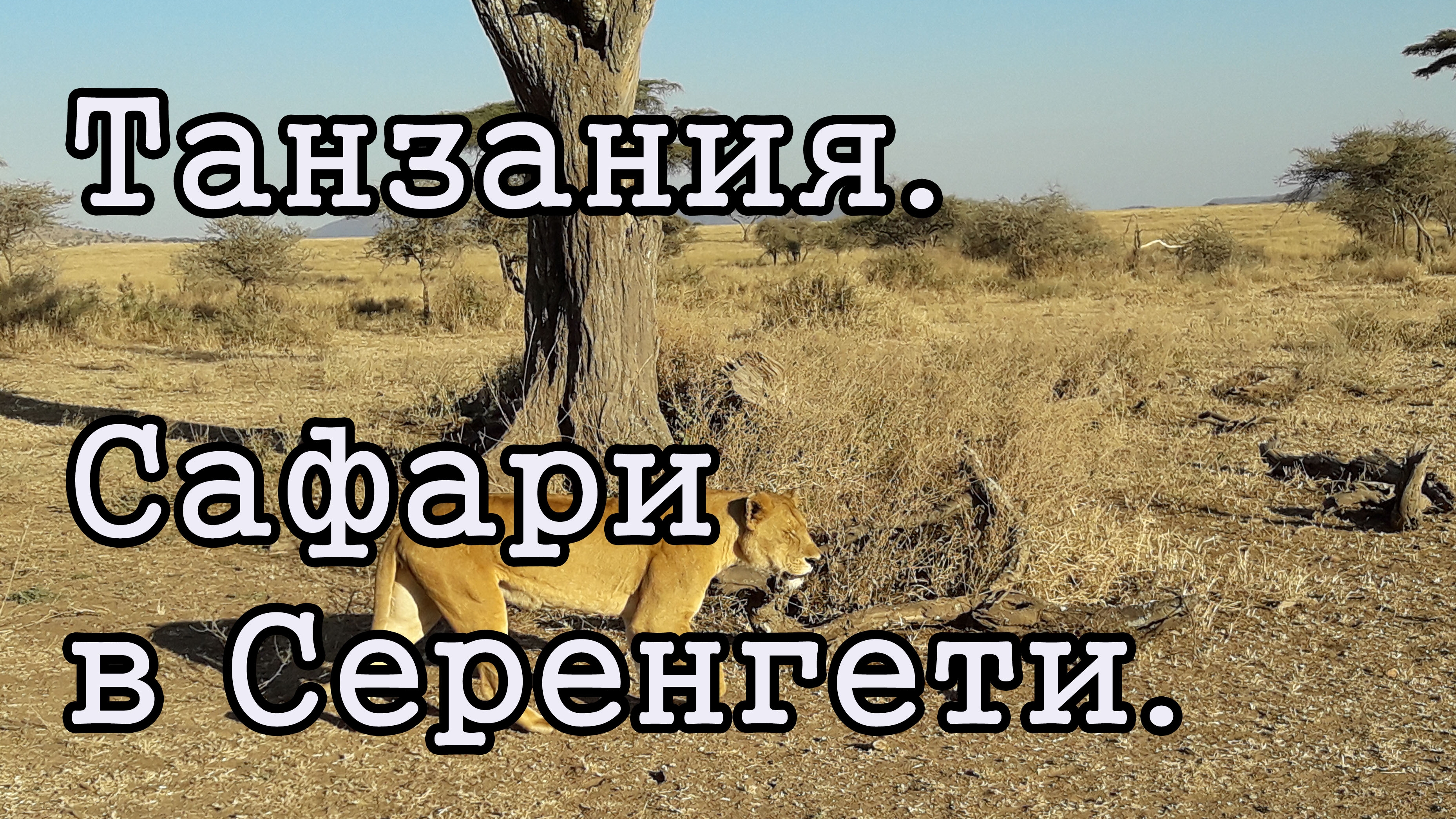 Танзания. Сафари в Серенгети.