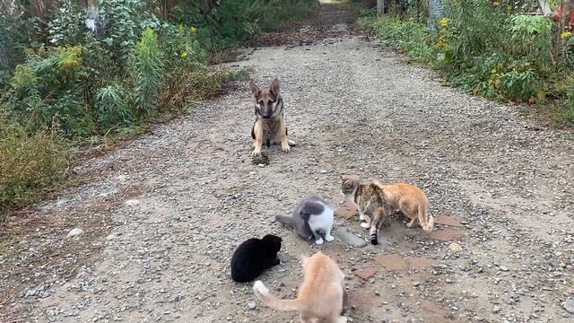 Немецкая овчарка 6 месяцев Дик! Команда сидеть с котам?
