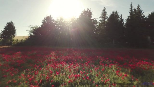 Линии полей и лесов соединяются в одном ритме - Song for Riemann -- Expendable Friend -- The Tidy Sh