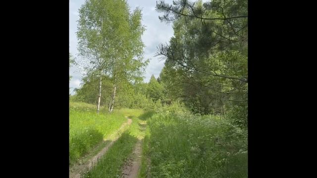 Заготовка березовых веников