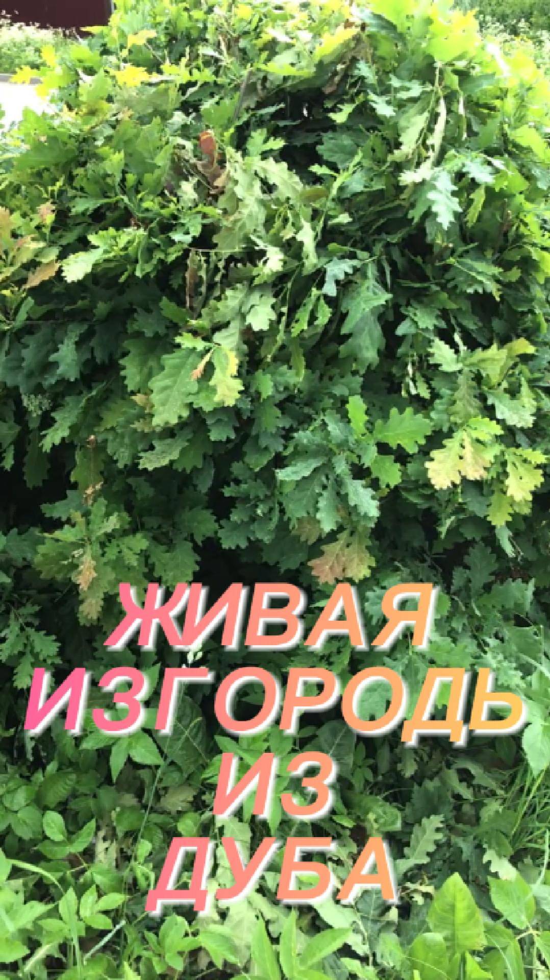 Живая изгородь из дуба